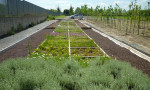  Plant trials at Fondazione Minoprio, Italy i